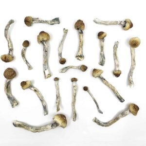 Buy Magic Mushrooms Online UK