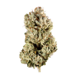 Buy Chocolope Marijuana Strain online UK