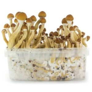 Buy Magic Mushrooms Online UK